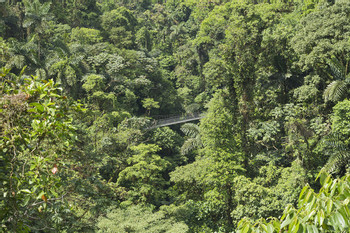 2 in 1 Hanging Bridges and Safari Float photo 3